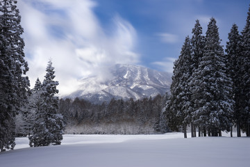 Fototapeta premium 雪化粧した木々
