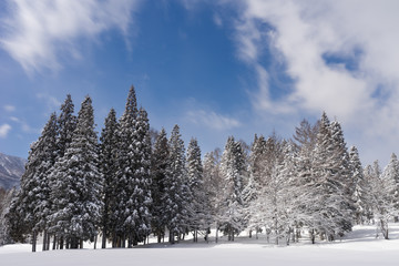 雪化粧した木々