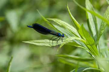 Gebänderte Prachtlibelle
