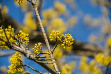 Blühender Dirndlzweig Cornus Mas