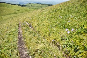 Country road among the green hills - Powered by Adobe