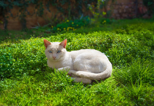 White albino cat with blue eyes lying on grass