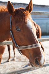 Brown beautiful horse