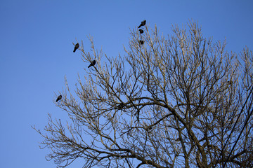 Birds on the tree