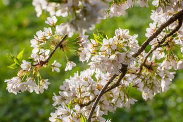 Cherry tree in blossom
