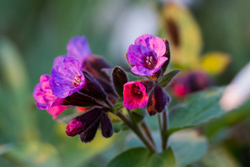 Common lungwort purple spring flowers