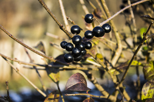 Wild black berries