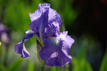 Iris bleu clair au printemps au jardin
