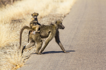 Baboon carrying her baby on her crossing the street in Kruger National Park, South Africa
