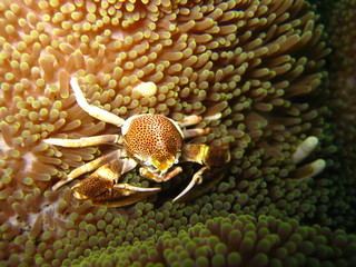 Porzellankrabbe