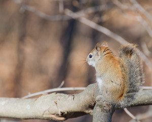 American Red Squirrel
