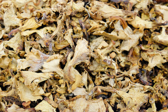 background of dried chanterelles