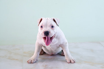Obraz premium Adorable American Pit Bull Terrier little puppy sitting on the background