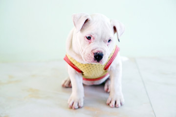 Obraz premium Adorable American Pit Bull Terrier little puppy sitting on the background