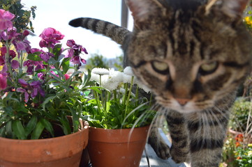 Katze mit Blumen