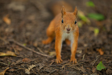 Beautiful red american squirrel sitting in forest