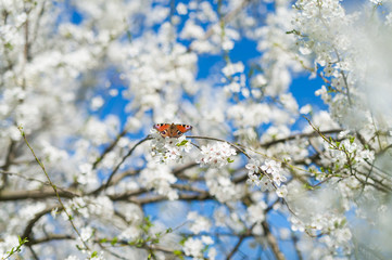 Schmetterling genießt den Frühling