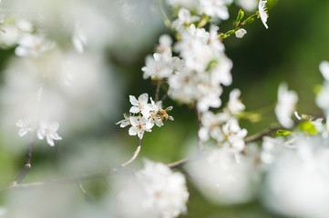 Biene beim Pollen sammeln