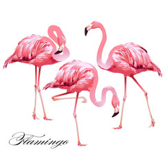 Tropical Bird Flamingos. Vector.