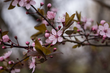 Blumen 