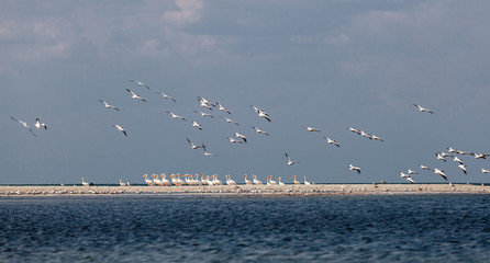 A flock of migrating pink pelicans