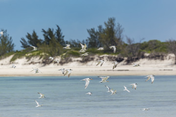 Sea landscape with a group of birds flying over the Ocean