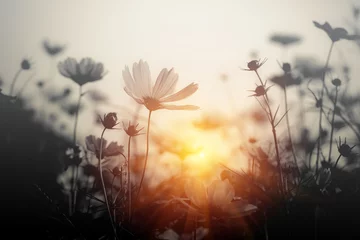 Kosmosblume bei Sonnenuntergang © applezoomzoom