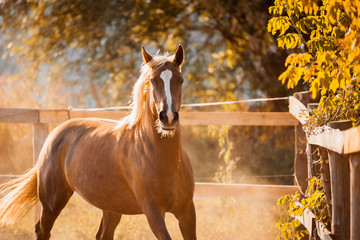 A beautiful horse enjoys freedom at sunset in autumn