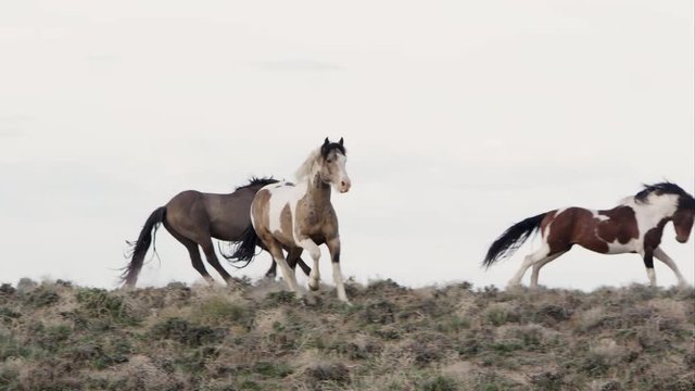Panning view of wild horses running then stopping to walk.
