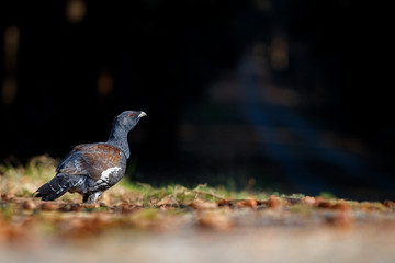 Beautiful wild capercaillie in the urban habitat next the forest road/european nature/urban wildlife/great birding story/young male 