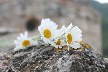 Piretro © MONS GUERRERO