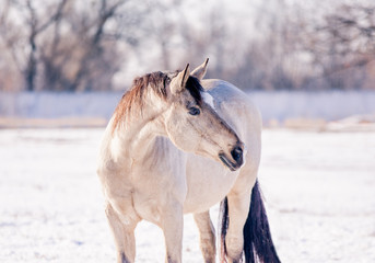 Free beautiful horse enjoys snow and sun in winter