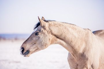 Fototapeta premium Free beautiful horse enjoys snow and sun in winter