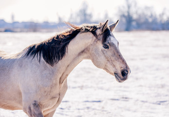 Obraz na płótnie Canvas Free beautiful horse enjoys snow and sun in winter