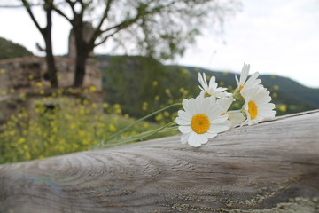 Pelitre de Dalmacia III © MONS GUERRERO