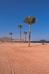 Wakacje w Egipcie. Palmy na plaży na wybrzeżu morza czerwonego.