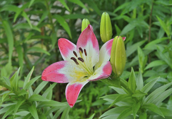 Cultivated lily 5