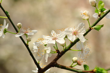 Pressentiment du Printemps à Paris, France
