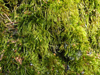 Beautiful green moss on birch tree in spring forest