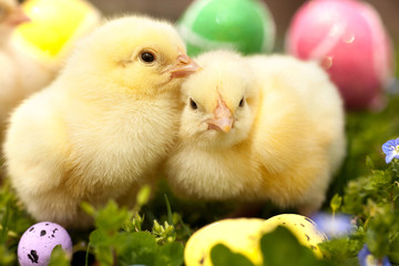 Easter eggs and chickens on green grass