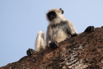 Gray Langur on Wall at Amber Fort in Jaipur, Rajasthan, India