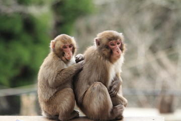 grooming wild Japanese monkeys in Beppu, Oita, Japan