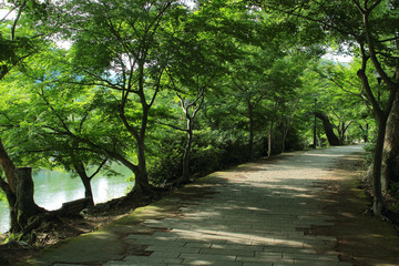 京都府宇治市　あじろぎの道