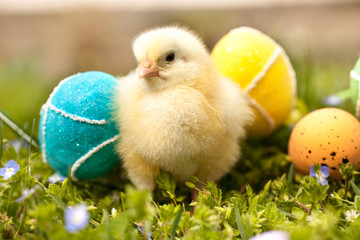 Easter eggs and chickens on green grass