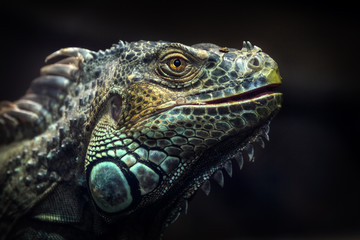 leguan portrait dragon