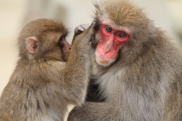 grooming wild Japanese monkeys in Beppu, Oita, Japan