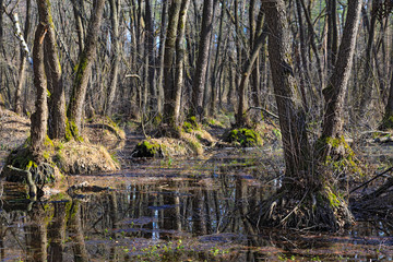 Dense forest in early spring