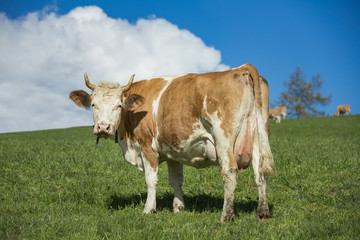 Naklejka na ściany i meble Cow in Swiss Alps