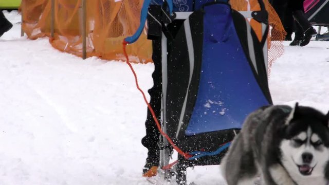 Couple dog breed Hasky in harness racing. Sled dogs waiting for the upcoming competitions in mushing. Workers sports of the North to championship.