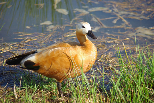 Canard tadorne casarca au bord de l'eau au printemps